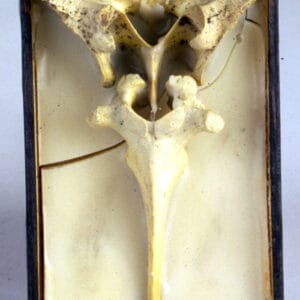 Study for Reliquary Wall, 1999